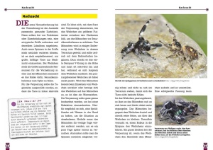 springspinnen_-_phidippus_hyllus_plexippus_3