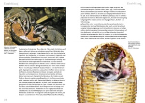 sugar_glider_2