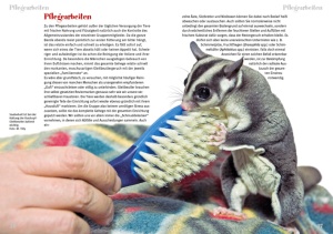 sugar_glider_3