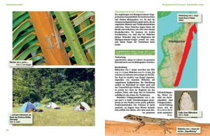 tagaktive_zwerggeckos_der_gattung_lygodactylus_2