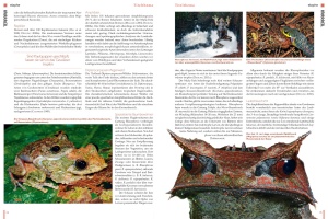 terraria_52_-_die_herpetofauna_von_borneo_2