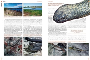 Tigerottern (Notechis) aus Tasmanien