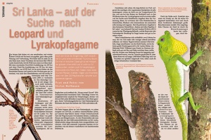 terraria_69_-_eurydactylodes_bavayia_und_co_-_kleine_geckos_auf_neukaledonien_2