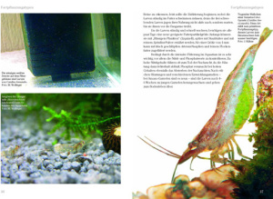 zwerggarnelen_suesswasseraquarium_caridina_neocaridina_3