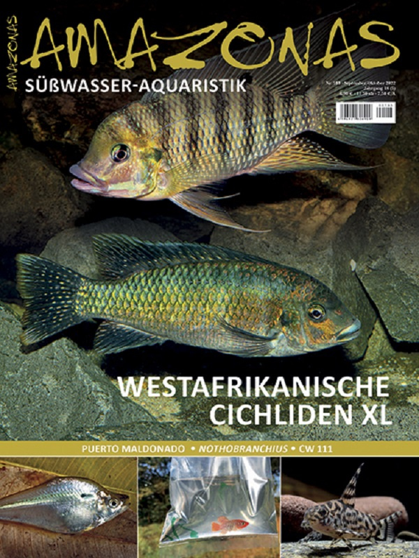 amazonas_103_westafrikanische_cichliden_1082115160