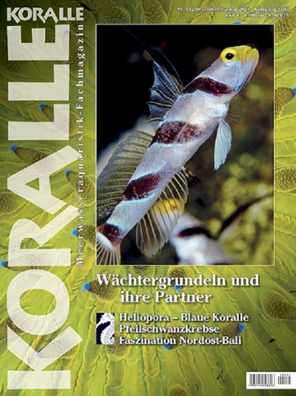 koralle_132_waechtergrundeln_1467784166