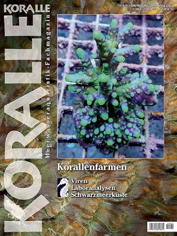 koralle_141_korallenfarmen_735800907